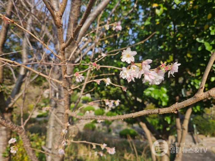 입동인 지난 8일 가마미해수욕장 위 주차장에 피어난 벚꽃.jpg